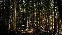 Au Cœur de la Forêt
