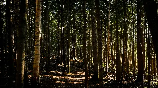 Au Cœur de la Forêt